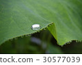 Lotus leaves and water drops 30577039
