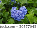 Heart shaped hydrangea 30577043