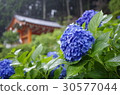 Hydrangea at Mimuroto Temple 30577044