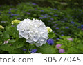 hydrangea   30577045
