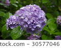 hydrangea   30577046