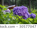 Hydrangea at Mimuroto Temple 30577047