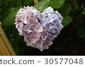 Heart shaped hydrangea 30577048