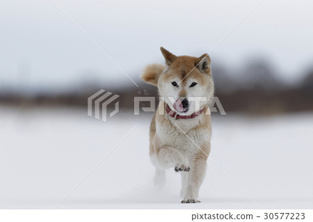 雪和Shiba Inu 雪和Shiba Inu 30577223