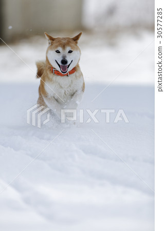 Snow and Shiba Inu Snow and Shiba Inu 30577285