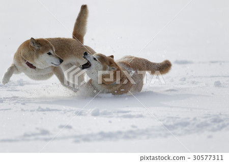 雪和Shiba Inu 30577311