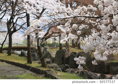 Kawachinoshima戰場遺址Yawatahara歷史公園 30577537