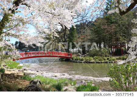 Cherry blossoms and Bentenbashi at Susaka shi Wolong Park 30577545