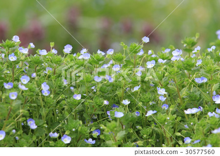 Field weeds Ouninunoguri 30577560