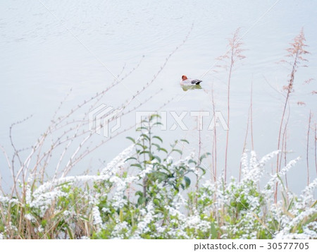 Yukiyanagi和Hydrigamo湖畔 30577705