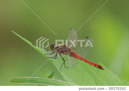 Red dragonfly 30578102