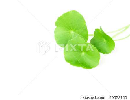 Gotu kola's leafs on white background 30578165
