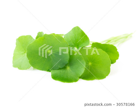 Gotu kola's leafs on white background Gotu kola's leafs on white background 30578166