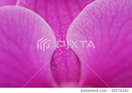 蘭花花 蘭花花 30578282
