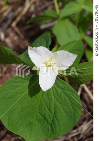 Oriba nanoenclosure 30579048