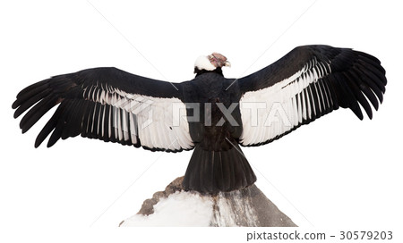 Andean condor. Isolated over white 30579203