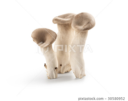 Ellingi (shadow ink, background whiteout) 30580952