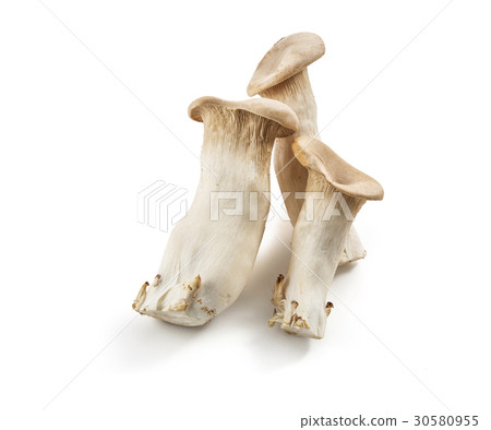 Ellingi(陰影墨水,背景白色) Ellingi(陰影墨水,背景白色) 30580955