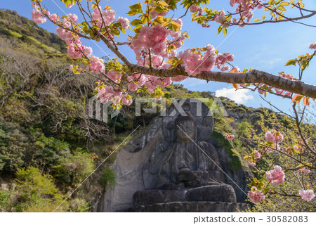 [Chiba] Daibutsu-san at the Japanese Temple, cherry blossom season 30582083