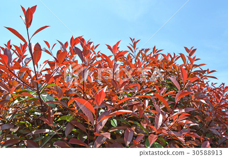 Kaname備忘錄（必填） 30588913