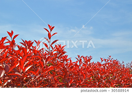 Kaname備忘錄（必填） 30588914