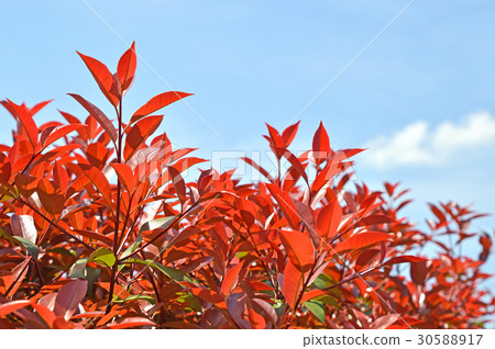 Kaname備忘錄（必填） 30588917