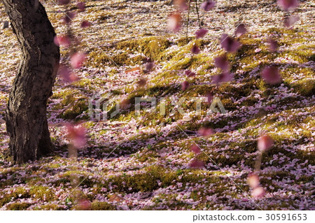 Sightseeing Tour Sightseeing Tour 30591653