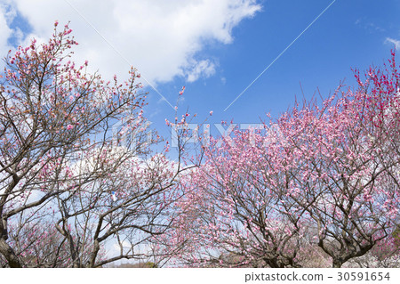 Blue sky and plum garden in full bloom Blue sky and plum garden in full bloom 30591654