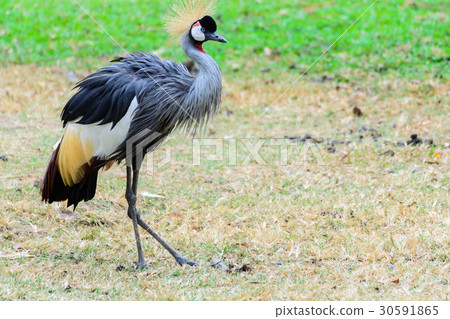 Grey crowned crane. 30591865