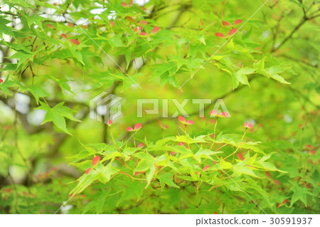 Spring / blue Maple seed 3 Spring / blue Maple seed 3 30591937