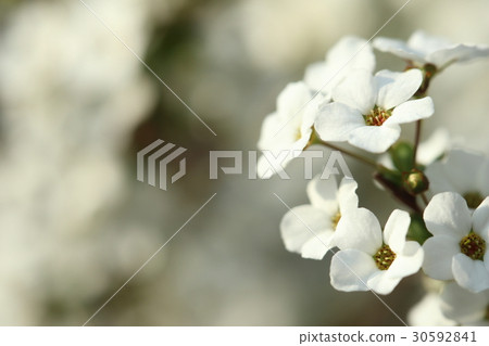 繡線 30592841