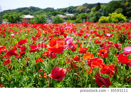 Poppy Poppy 30593211