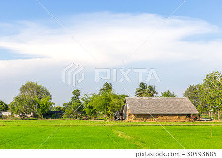 straw in cottage behind rice field in Thailand 30593685