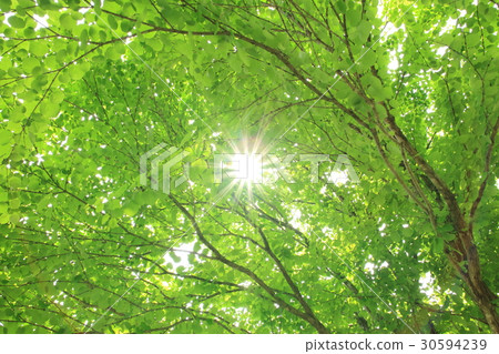 Refreshing fresh green (Sunlight through the sun) Refreshing fresh green (Sunlight through the sun) 30594239