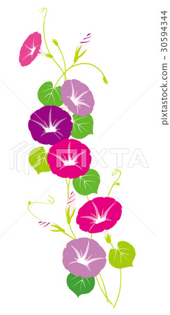 牽牛花例證 牽牛花例證 30594344