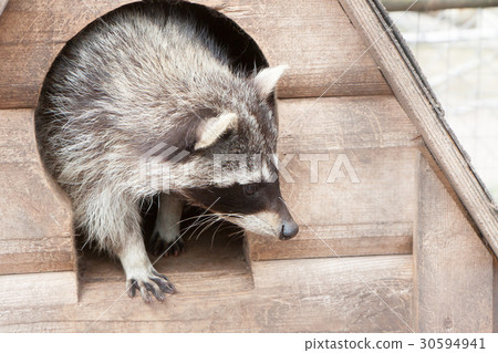 portrait of the beautiful raccoon portrait of the beautiful raccoon 30594941