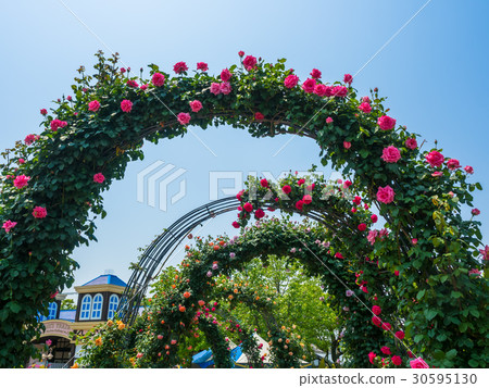 枚方公園的玫瑰園 30595130