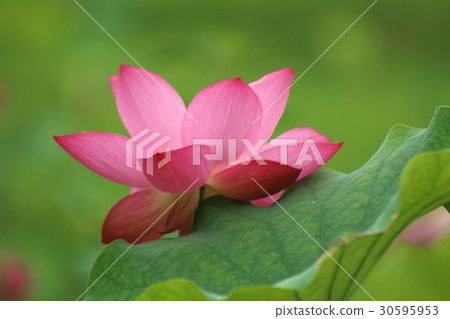 Lotus flowering in satoyama Lotus flowering in satoyama 30595953