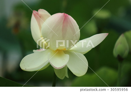 蓮花在satoyama開花 30595956