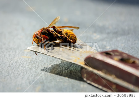Beekeeper killed hornets who ate bees. Bee killer 30595985