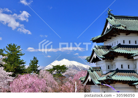 Cherry blossoms at Hirosaki Park Cherry blossoms at Hirosaki Park 30596050