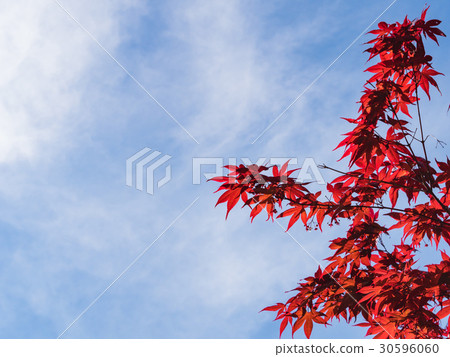 野村楓樹鮮紅的新葉在春藍的天空映襯下格外美麗,與朵朵白雲交相輝映,構成了一幅令人驚嘆的景象。 野村楓樹鮮紅的新葉在春藍的天空映襯下格外美麗,與朵朵白雲交相輝映,構成了一幅令人驚嘆的景象。 30596060