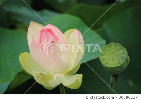 蓮花在satoyama開花 蓮花在satoyama開花 30596117