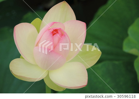 蓮花在satoyama開花 蓮花在satoyama開花 30596118