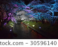 Snow cherry light up at night 30596140