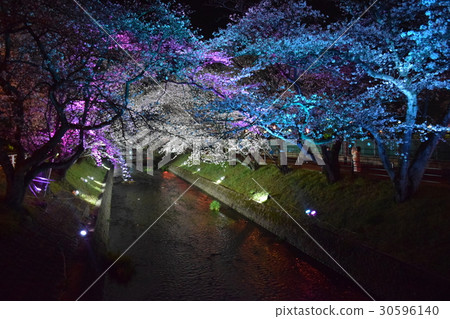 雪櫻桃在晚上點亮 30596140