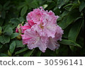 Rhododendron pink 30596141