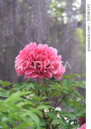 佛教背景紫藤格子 30596143