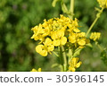 Rape flower single wheel background blur 30596145