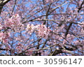Cherry Blossoms	 30596147